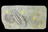 Three Species of Crinoids on One Plate - Crawfordsville, Indiana #148666-1